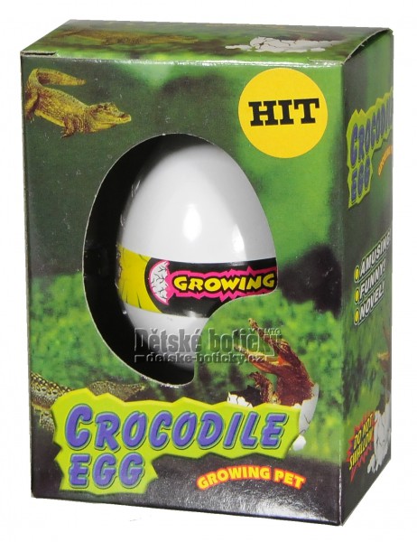 Growing pet Crocodila egg  líhnoucí vejce krokodýl