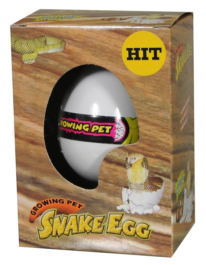 Growing pet turtle egg líhnoucí vejce had